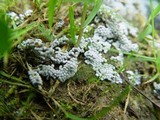 Physarum cinereum image