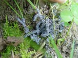 Physarum cinereum image