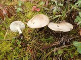 Hygrophorus agathosmus image