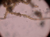 Handkea utriformis var. hungarica image
