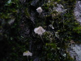 Mycena meliigena image