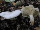 Clitocybe robusta image