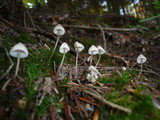Mycena metata image