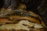 Climacodon septentrionalis image