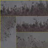 Paxillus involutus image