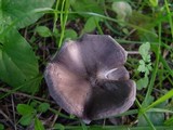 Melanoleuca melaleuca image