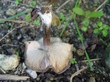 Melanoleuca melaleuca image
