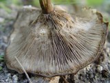 Melanoleuca melaleuca image