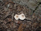 Lepiota cristata image
