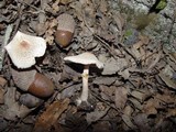 Lepiota cristata image