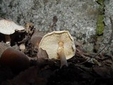 Lepiota cristata image