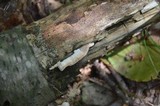 Merulius tremellosus image