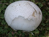 Handkea utriformis var. hungarica image