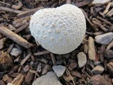 Lycoperdon marginatum image