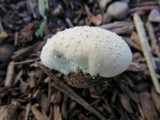 Lycoperdon marginatum image