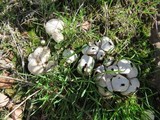 Lycoperdon marginatum image