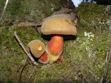 Boletus erythropus image