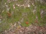 Boletus erythropus image