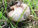 Inocybe asterospora image