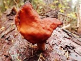 Gyromitra infula image