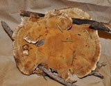 Onnia tomentosa image