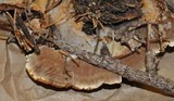 Onnia tomentosa image