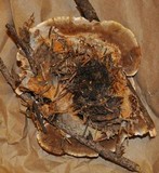 Onnia tomentosa image