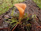 Guepinia helvelloides image