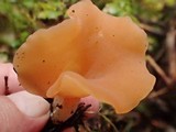 Guepinia helvelloides image