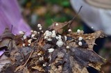 Marasmius capillaris image