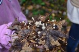 Marasmius capillaris image