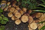 Hypholoma capnoides image