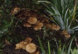 Hypholoma capnoides image