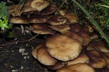 Hypholoma capnoides image
