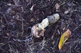 Phallus ravenelii image