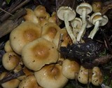 Hypholoma capnoides image