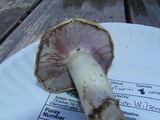 Cortinarius varius image