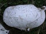 Handkea utriformis var. hungarica image