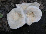 Lactarius piperatus image