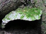 Oxyporus populinus image