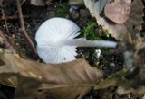 Hemimycena cucullata image
