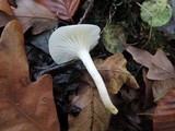 Hygrophorus occidentalis image