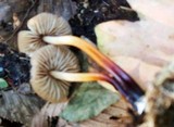 Marasmius cohaerens image