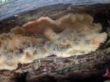 Merulius tremellosus image