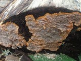 Phlebia radiata image