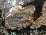 Phlebia radiata image