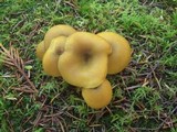 Tricholomopsis decora image