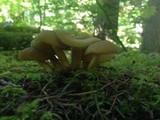 Tricholomopsis decora image