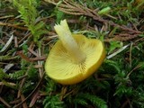 Tricholomopsis decora image