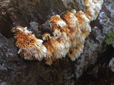 Pycnoporellus alboluteus image